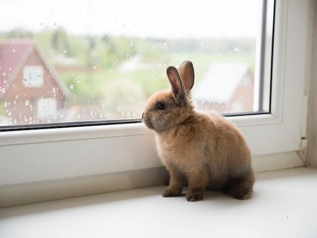 Best Bunny Usernames