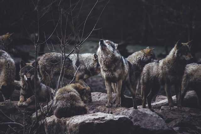 Unique Werewolf Usernames